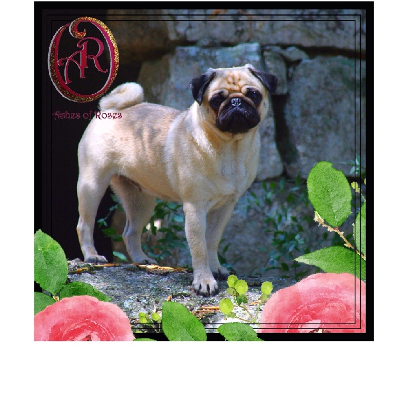 CH. paradiz ronado Pippa lee