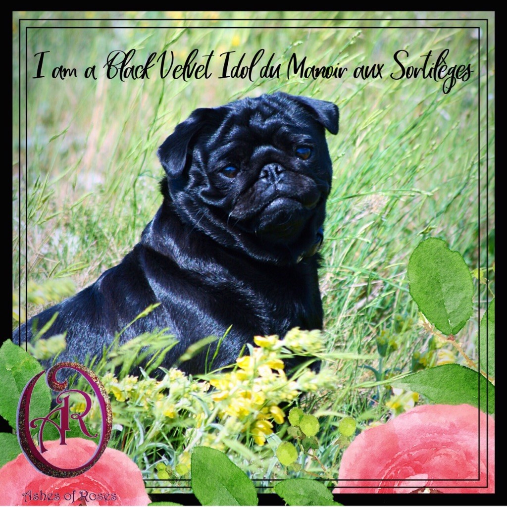 I am a black velvet idol Du manoir aux sortilèges