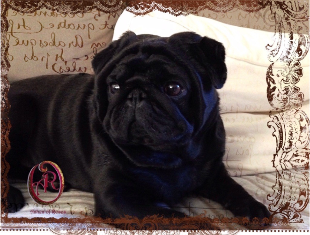 CH. Ashes Of Roses Landlord darcy